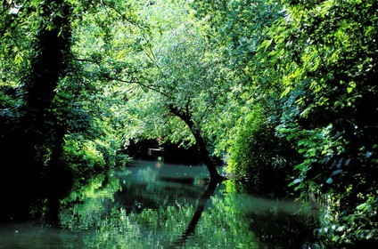 France, Haut-Rhin (68), Colmar, petite Venise, quartier de la Krutenau le Lauch: la campagne au centre ville