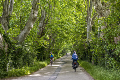 France, Vaucluse (84), Sorgues, véloroute ViaRhona, cyclistes à l'ombre des platanes sur l'île de l'Oiselay sur le Rhone