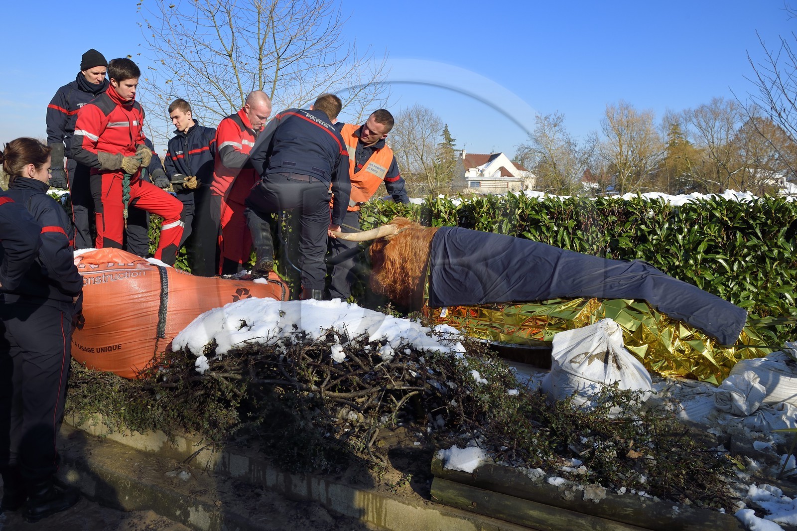 France, Val-de-Marne (94), les bords de Marne, Le Perreux-sur-Marne, une vache de type Highland Cow sauvée de la noyade dans la Marne par les pompiers