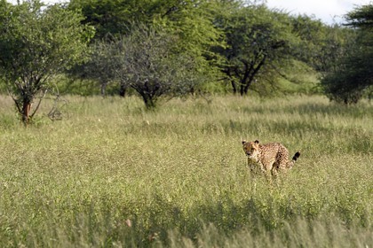 Namibie, Otjiwarongo, Cheetah Conservation Fund, centre de recherche et d'éducation, guépard (Acinonyx jubatus) dans les hautes herbes