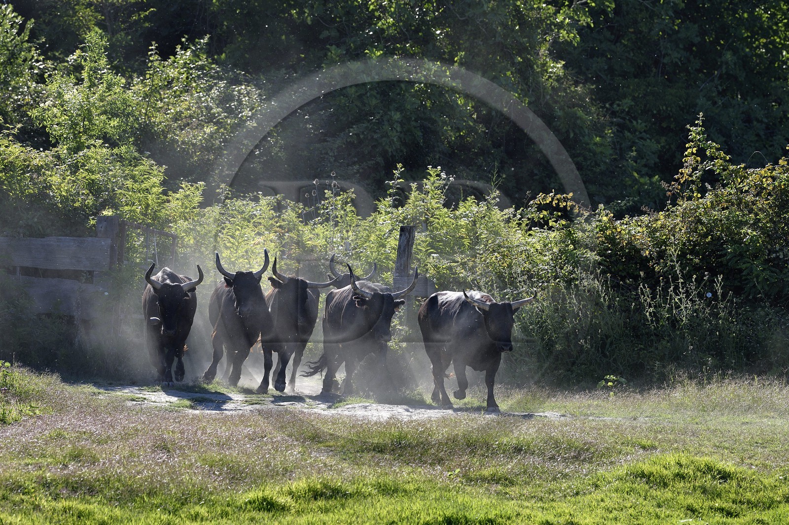 France, Bouches-du-Rhône (13), Parc naturel régional de Camargue, Mas du Menage, manade Saint Antoine (Cauzel), gardians avec les taureaux camarguais appellés Raço di Biou