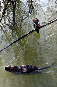 France, Val-de-Marne (94), les bords de Marne, Bry-sur-Marne, canard mandarin mâle (Aix galericulata) et Ragondin (Myocastor coypus) en premier plan