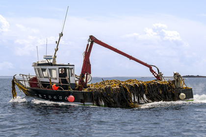 France, Finistère (29), Mer d'Iroise, Ile de Molène, bateau goémonier revenant chargé d’une récolte d’algues marines le goémon