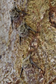 Nicaragua, Ile d'Ometepe réserve mondiale de Biosphère sur le lac Nicaragua, marais le long du Rio Istian, chauve-souris à long nez (Rhynchonycteris naso)