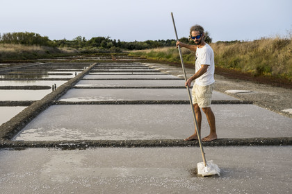 France, Charente-Maritime (17), Ile d'Oléron, Saint-Georges-d'Oléron, cueillette artisanale de la fleur de sel avec une lousse à fleur par le saunier Samuel Barbereau