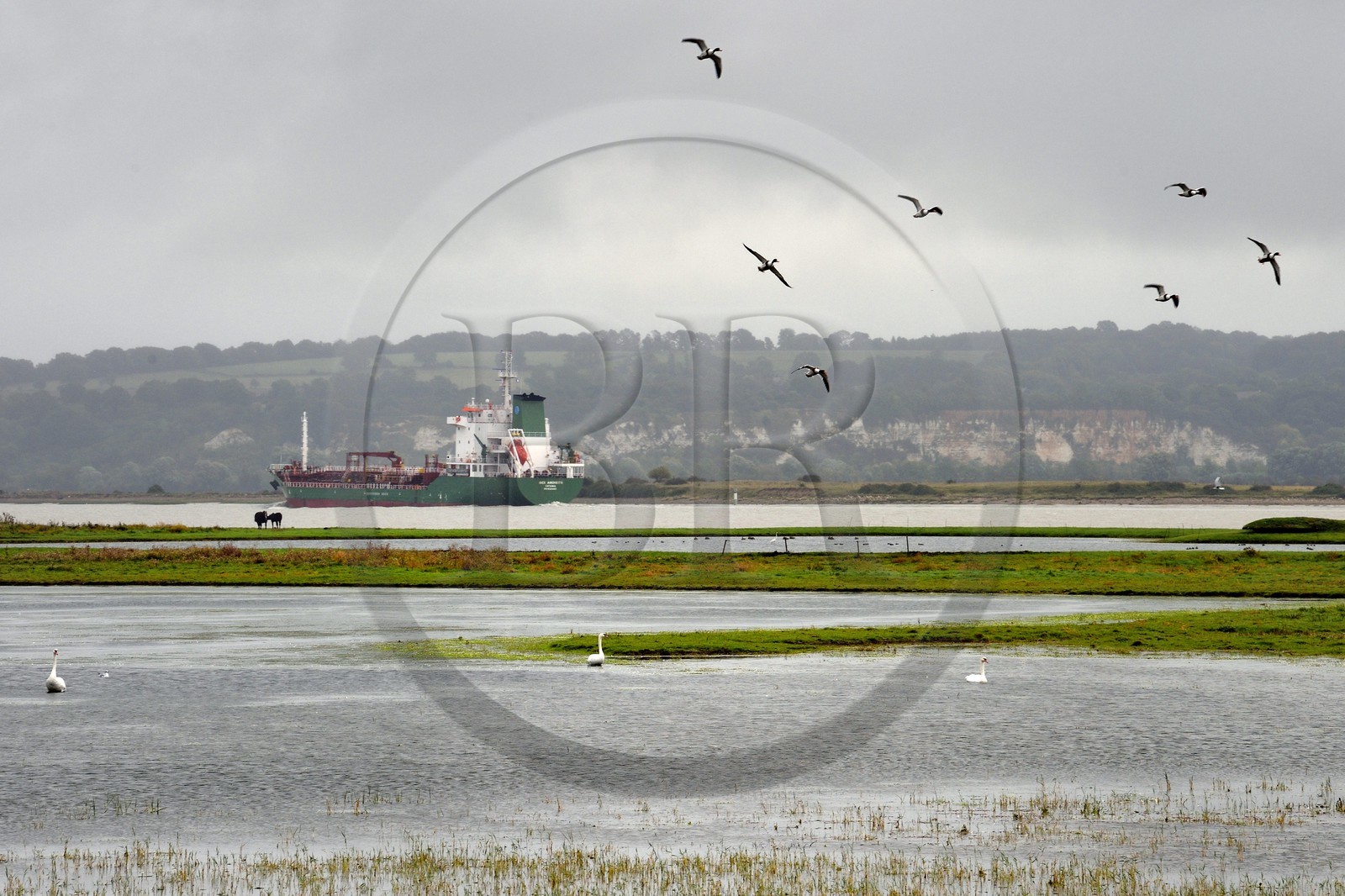 France, Seine-Maritime (76), Réserve Naturelle de l'estuaire de la Seine, cargo remontant la Seine vers Rouen, vol de Tadornes de Belon (Tadorna tadorna)