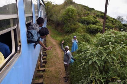 Sri Lanka, Province du Centre, trajet en train dans la région montagneuse de la culture du thé entre Hatton et Ella, salutations en bordure des plantations de thé vers Nanu Ova