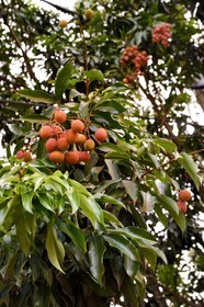 France, Ile de Mayotte, Grande-Terre, Ouangani, arbre du Litchi