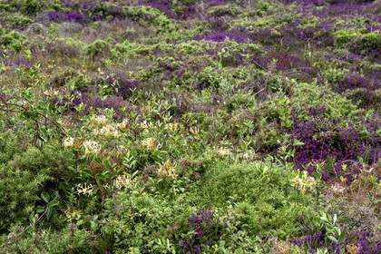 France, Morbihan (56), Ile de Groix, la réserve naturelle Francois Le Bail de la Pointe de Pen-Men, lande à ericacées avec de la bruyère vagabonde (Erica vagans) et le chevrefeuille font parti des végétaux protégés en priorité