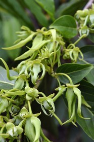 France, Ile de Mayotte, Grande-Terre, Ouangani,