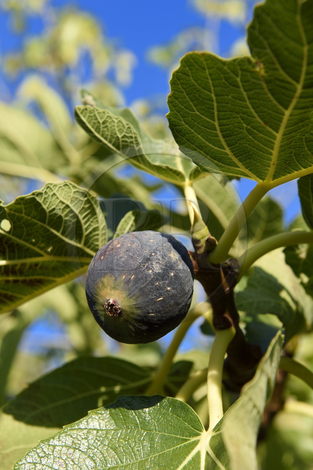 France, Var (83), Draguignan, figue de Solliès sur branche