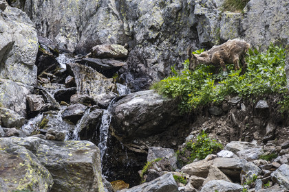 France, Alpes-Maritimes (06), parc national du Mercantour, Haute-Vésubie, Saint-Martin-Vésubie, Val du Haut Boréon, bouquetin des Alpes (Capra ibex) femelle appelée étagne vers le lac de Trécolpas