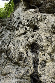 France, Haute-Corse (2B), Castagniccia, village de Carcheto, le célèbre chataigner qui est le personnage principale du livre Le berger des morts, Mal'Concilio, de l'écrivain Jean-Claude Rogliano