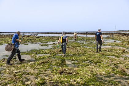 France, Charente-Maritime (17), Ile d'Oléron, Saint-Georges-d'Oléron, plage des Sables Vignier à marée basse, concessionnaires se rendant à l'écluse à poissons des Basses