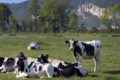 France, Seine-Maritime (76), Pays de Caux, Parc naturel régional des Boucles de la Seine normande, Vatteville-la-Rue, troupeau de vaches dans un pré