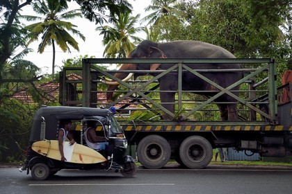 Sri Lanka, Province du Sud, Weligama, un camion transporteur d'éléphant apporte un éléphant à une cérémonie