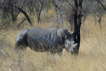 Zimbabwe, province de Matabeleland méridional, Matobo ou Matopos Hills National Park, classé Patrimoine Mondial de l'UNESCO, rhinocéros blanc (Ceratotherium simum), adulte male d'environ 15 ans