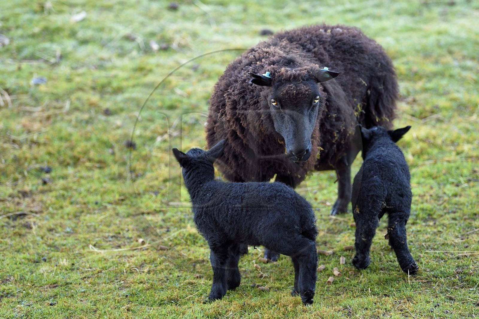 Royaume-Uni, Ecosse, Highland, Hébrides intérieures, Ile de Mull, Hebridean, mouton noir d'Ecosse et agneaux