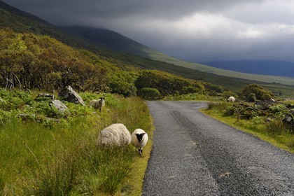 Royaume-Uni, Ecosse, Highland, Hébrides intérieures, Ile de Mull, moutons et béliers en bordure du Loch na Keal