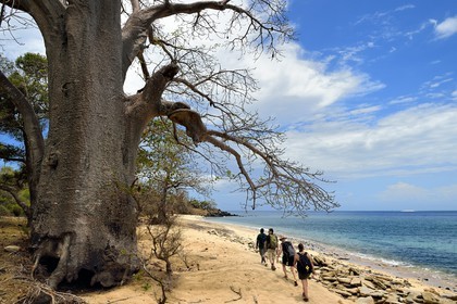 France, Ile de Mayotte, Grande-Terre, M'Tsamoudou, pointe de Saziley, randonneurs sur le sentier de grande randonnée faisant le tour de l'ile, baobab sur la plage