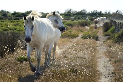 France, Bouches-du-Rhône (13), Parc naturel régional de Camargue, vers l'étang de Malagroy, manade Jacques Mailhan, chevaux de Camargue dans la sansouire