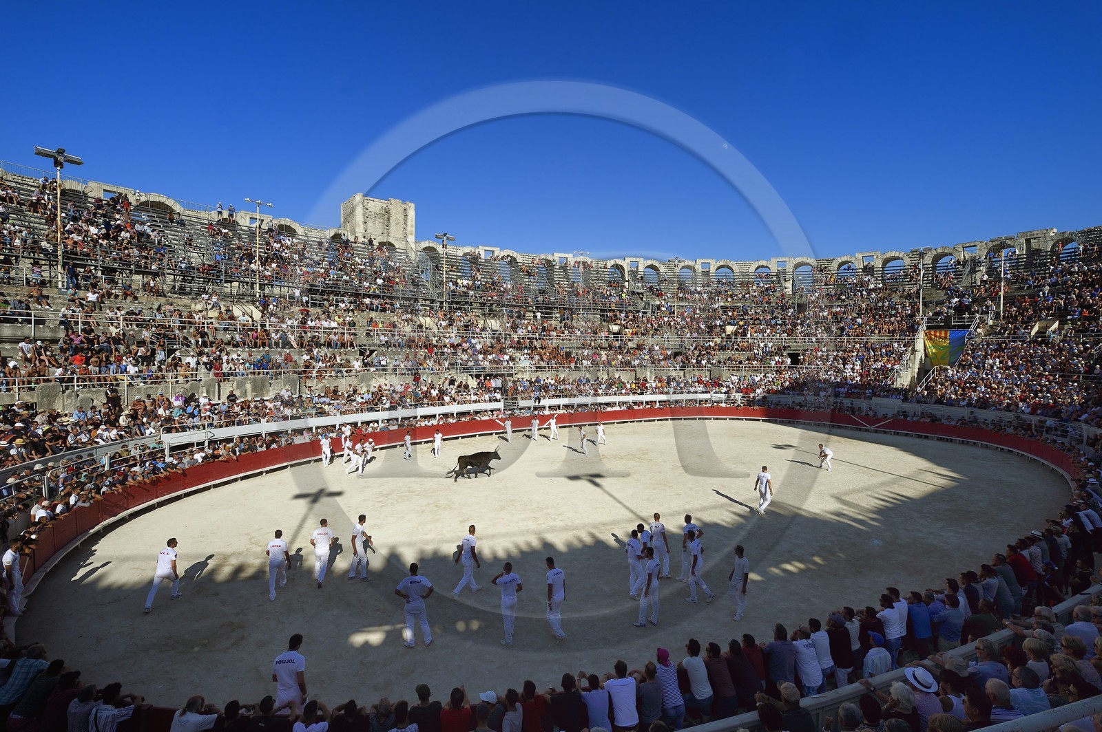 France, Bouches-du-Rhône (13), Arles, la course camarguaise  de la Cocarde d'Or aux Arènes