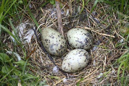 France, Finistère (29), La Foret Fouesnant, archipel des Glénan, Ile du Loc'h, oeufs dans un nid de goélands