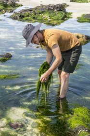 France, Finistère (29), Pays Bigouden, Baie d'Audierne, Plozévet, Lenny Gouedic co créateur de Begood Alg, récolte à pied d'algues sauvages alimentaires (Ao Nori) sur la plage à marée basse