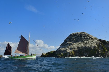 France, Côtes-d'Armor (22), Perros-Guirec, archipel et réserve ornithologique de Sept-Iles,  le voilier traditionnel Sant C'hireg (Saint Guirec) devant l'Ile Rouzic, colonie de fous de Bassan (Morus bassanus), unique point de nidification en France pour plus de 20000 couples