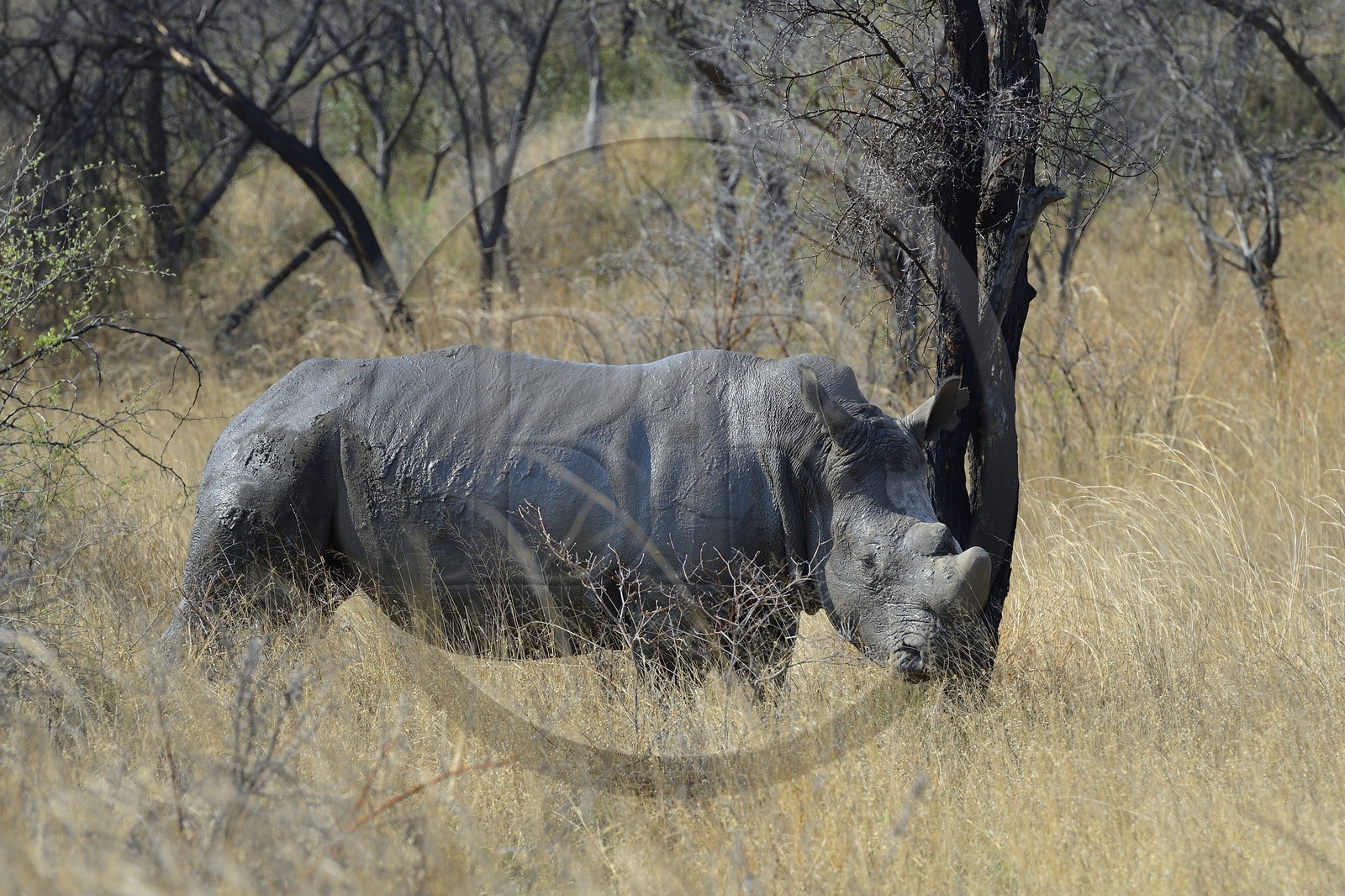 Zimbabwe, province de Matabeleland méridional, Matobo ou Matopos Hills National Park, classé Patrimoine Mondial de l'UNESCO, rhinocéros blanc (Ceratotherium simum), adulte male d'environ 15 ans