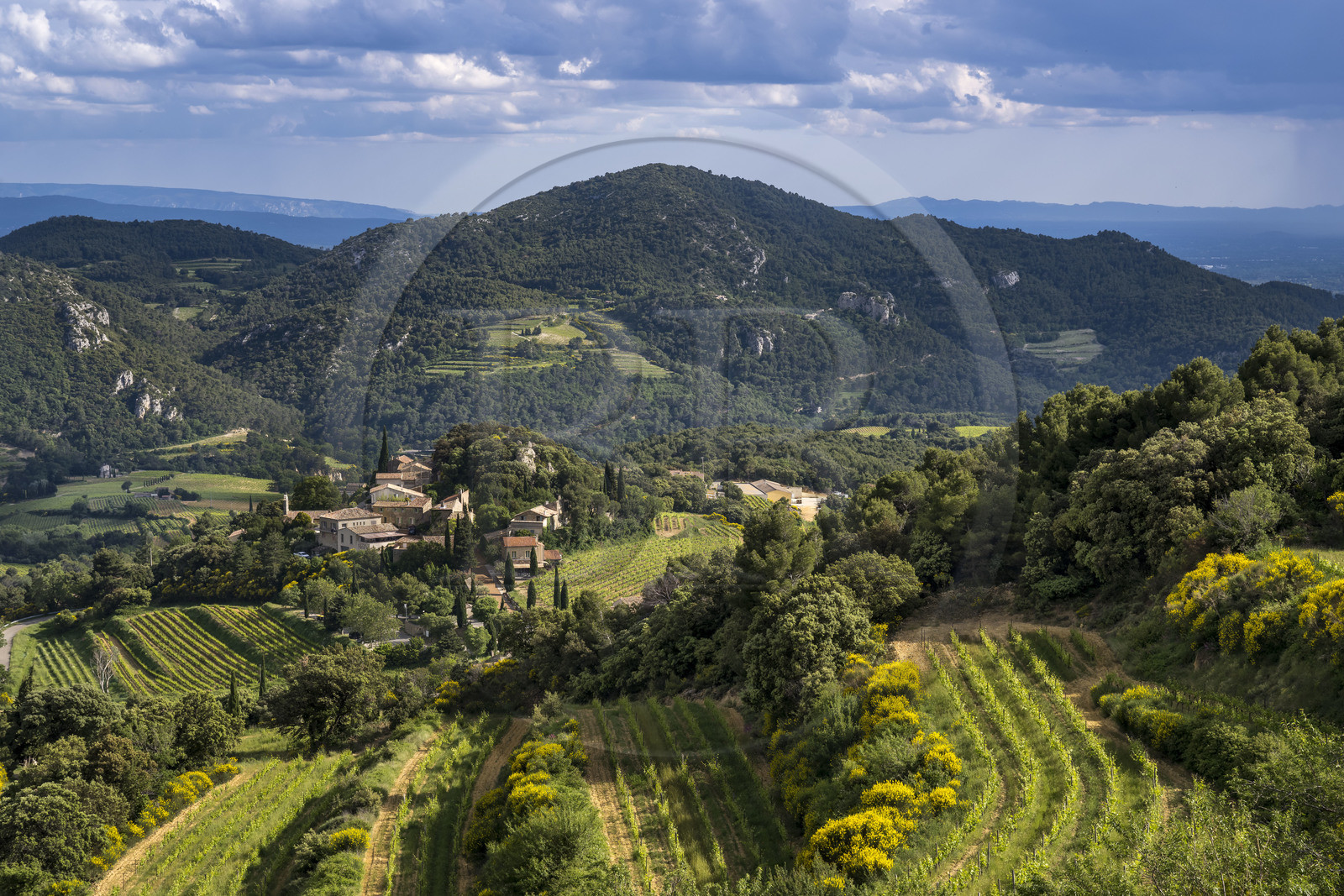 France, Vaucluse (84), Dentelles de Montmirail, le village de Suzette entouré de vignoble en restanques