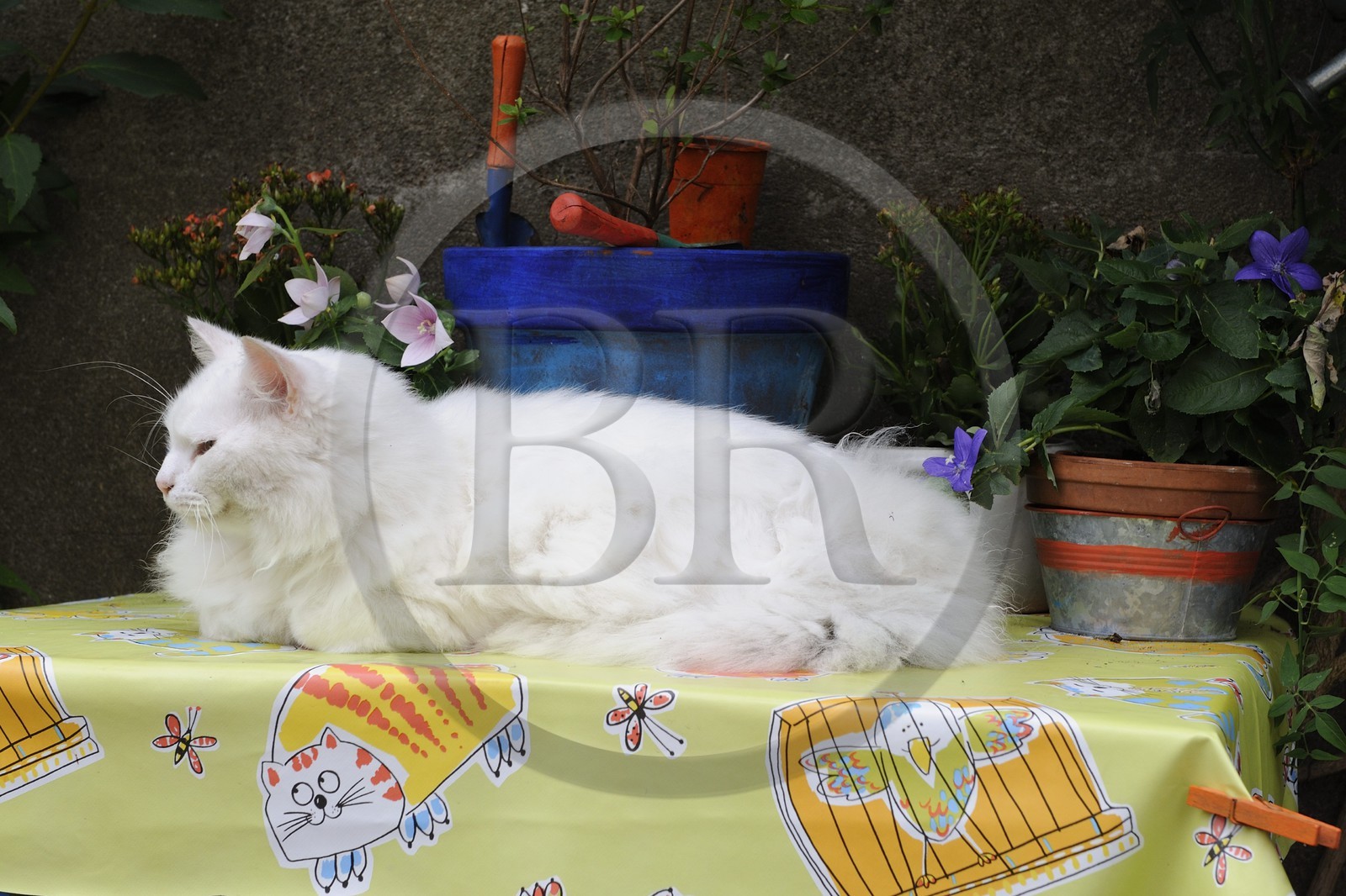 France, Loire-Atlantique (44), Nantes, chat sur une table