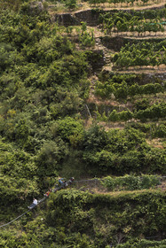 Italie, Ligurie, Cinque Terre, parc national des Cinque Terre classé Patrimoine Mondial de l'UNESCO, village de Vernazza, Bartolomeo Lercari propriétaire exploitant des vins AOC Liguria di Levante Cheo sur son monorail à crémaillère destiné aux vendanges sur ces terres extrêmement pentues