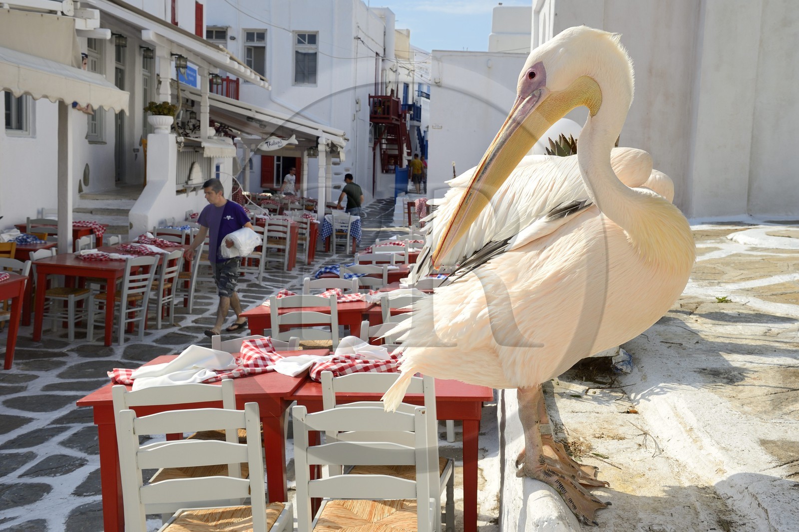 Grèce, Les Cyclades, mer Égée, île de Mykonos, Chora (Mykonos town), le pélican est devenu la mascotte de la ville