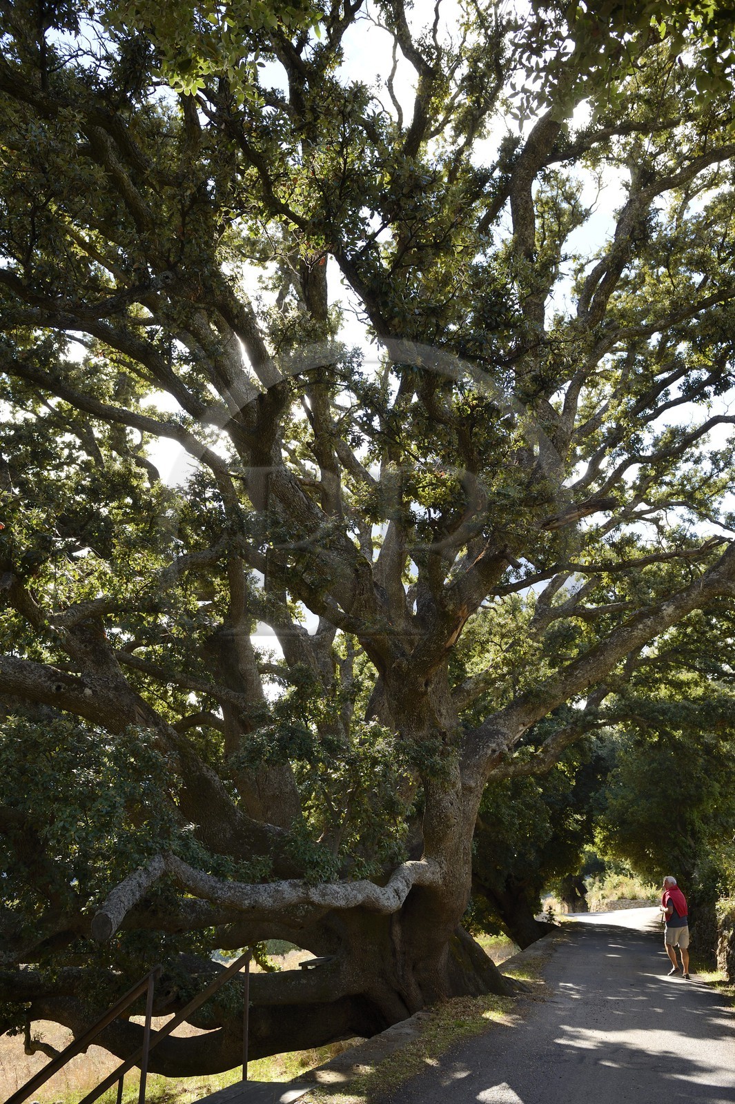 France, Haute-Corse (2B), Balagne, vallée du Giussani, village de Olmi-Capella, chêne vert de plus de mille ans appelé U Saviu Verde