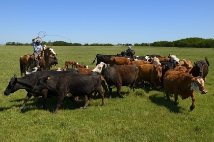 Argentine, province de Buenos Aires, San Antonio de Areco, estancia La Bamba de Areco, gauchos au travail avec leur troupeau de vaches
