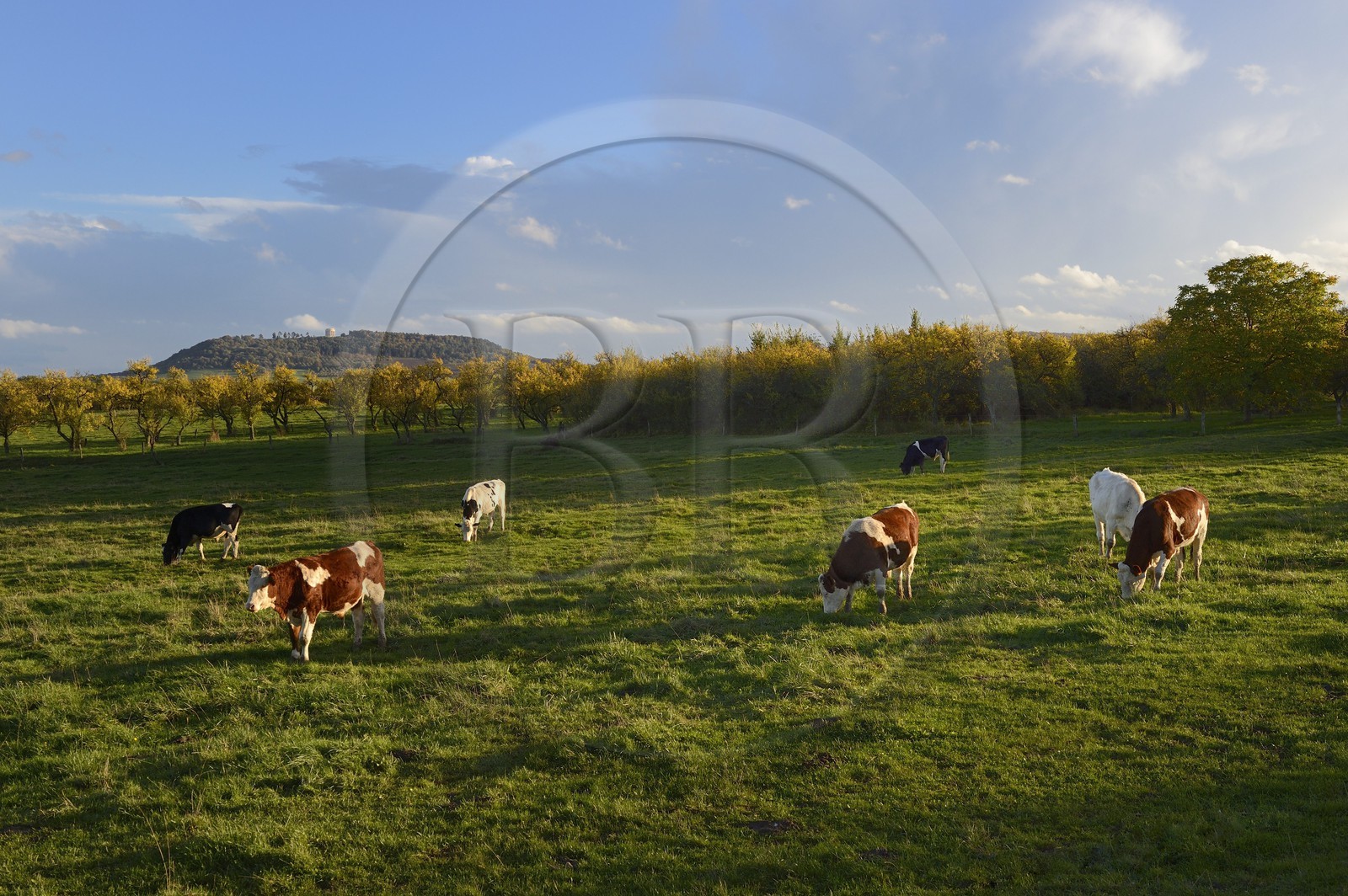 France, Meuse (55), Parc régional de Lorraine, Cotes de Meuse, Buxières-sous-les-Côtes, troupeau de vaches