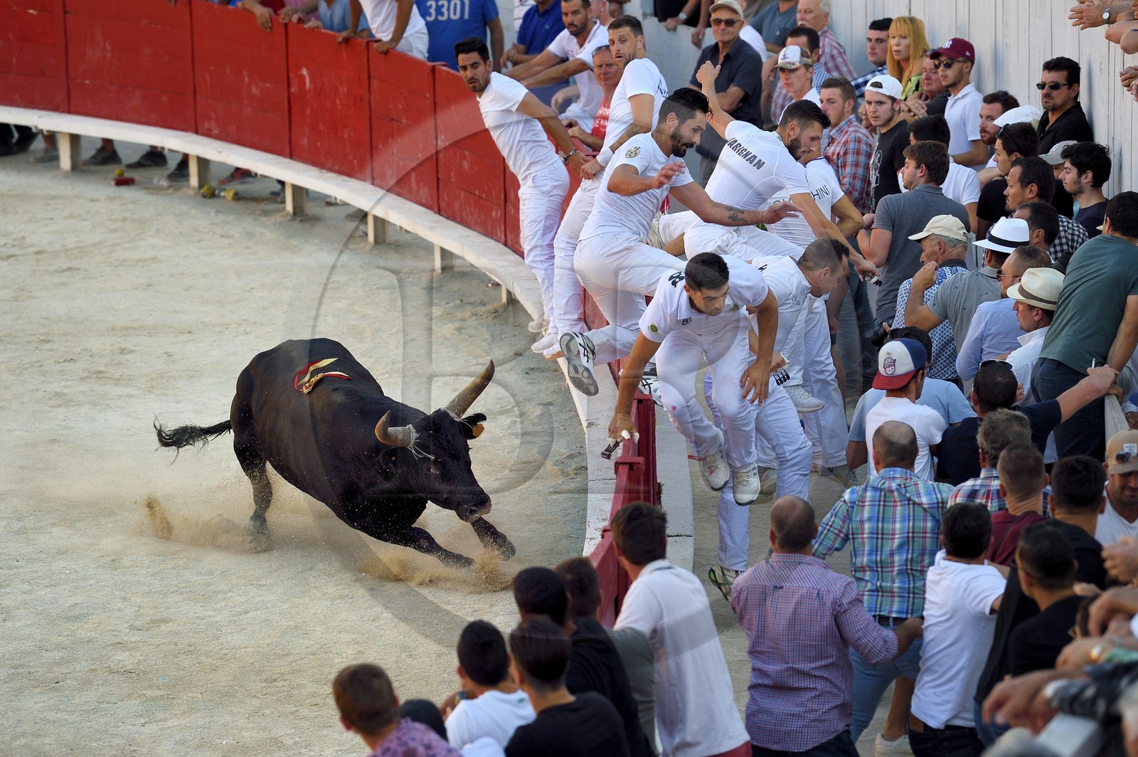 France, Bouches-du-Rhône (13), Arles, la course camarguaise  de la Cocarde d'Or aux Arènes