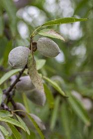 France, Vaucluse (84), Venasque, culture de l'amande penta par les paysans nougatiers Frères Silvain dans les champ d'amandiers (amanderaie)