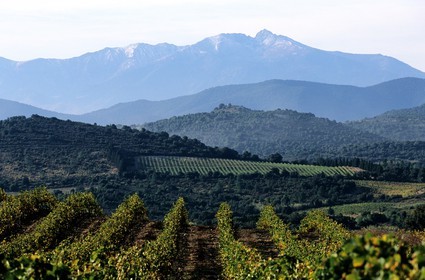 France, Pyrénées-Orientales (66), Vignoble dans la région du Riberal et le massif du Canigou