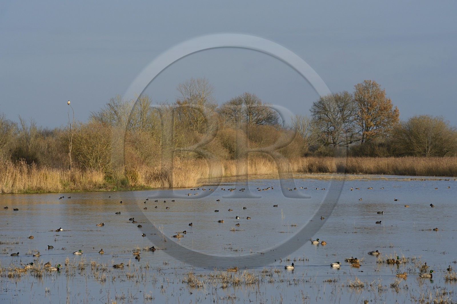 France, Indre (36), le Berry, parc naturel régional de la Brenne, étang de La Touche, canards