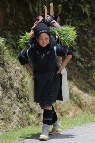 Vietnam, province de Lao Cai, région de Sapa, vallée de Ta Phin, femme de la minorité Hmong Noir portant de la paille de riz