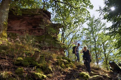 France, Bas-Rhin (67), Parc naturel régional des Vosges du Nord, Obersteinbach, foret domaniale de Steinbach, randonneuses au pied des ruines du fortin de Wittschloessel perché sur un rocher de grès