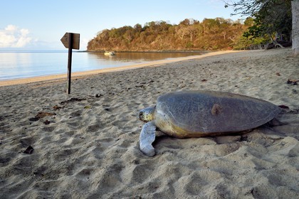 France, Ile de Mayotte, Grande-Terre, Kani-Keli, plage de N’Gouja, tortue verte (Chelonia mydas) rejoignant la mer après la ponte