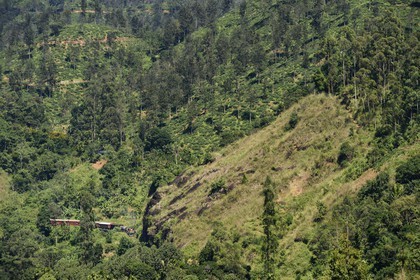Sri Lanka, Province d'Uva, train sur la voie de chemin de fer dans la région montagneuse de la culture du thé non loin de Ella (Badulla district)