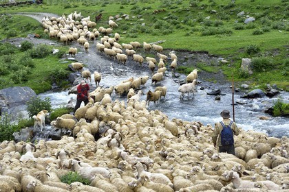 Géorgie, Kakheti, Parc national de Touchétie, vallée de la rivière Alazani dans les montagnes de Pirikiti, Parsma (Baso), berger et son troupeau de moutons franchissant la rivière