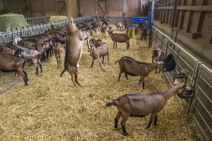 France, Bas-Rhin (67), Parc naturel régional des Vosges du Nord, Obersteinbach, la chèvrerie de La Ferme du Steinbach, bagarre de chèvres
