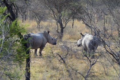 Zimbabwe, province de Matabeleland méridional, Matobo ou Matopos Hills National Park, classé Patrimoine Mondial de l'UNESCO, rhinocéros blanc (Ceratotherium simum), jeune adulte d'environ 7 ans