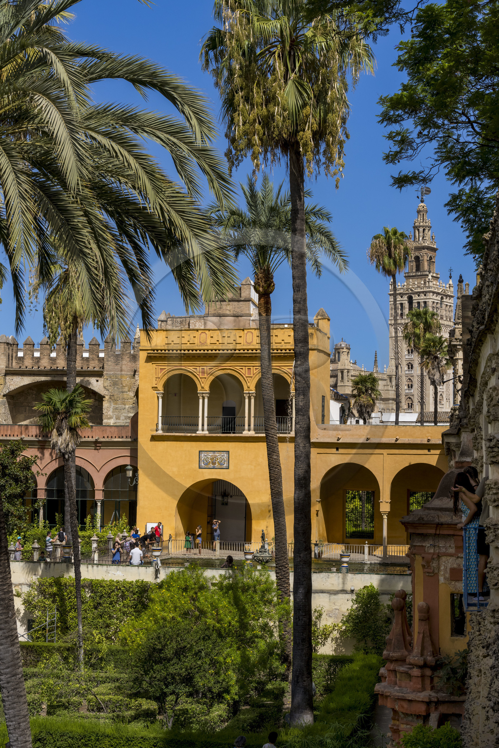 Espagne, Andalousie, Séville, Alcazar de Séville (Reales Alcazares de Sevilla), classé Patrimoine Mondial de l'UNESCO, les jardins et le Palacio Gotico
