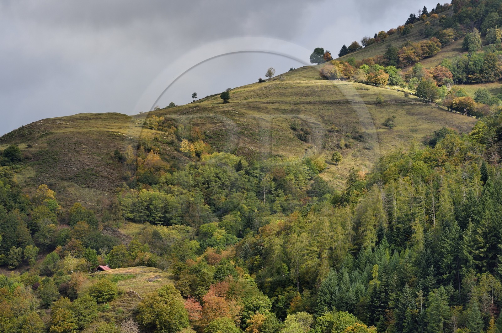 France, Haut-Rhin (68), Husseren-Wesserling, chaume sur le rocher du Malakoff